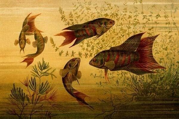 Goldfish by Friedrich Wilhelm Kuhnert - Art Print