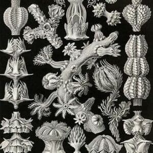 Gorgonida by Ernst Haeckel - Art Print