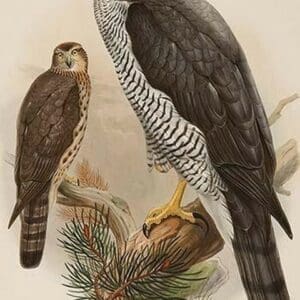 Goshawk by John Gould - Art Print