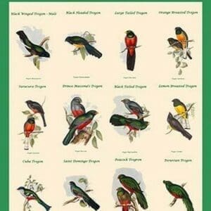 Gould Trogon Poster by John Gould #2 - Art Print