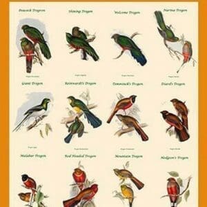 Gould Trogon Poster by John Gould #3 - Art Print