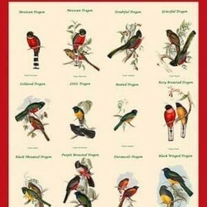 Gould Trogon Poster by John Gould - Art Print