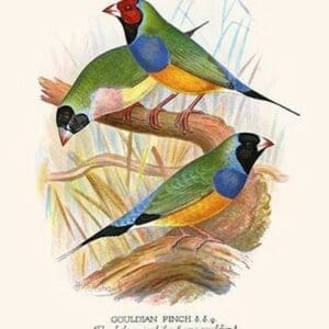 Gouldian Finch