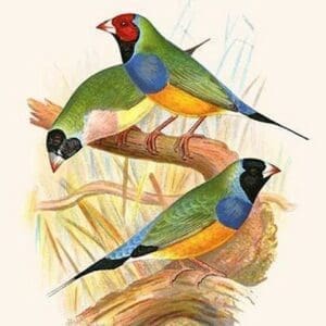 Gouldian Finch