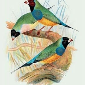 Gouldian Finch by Arthur Gardiner Butler - Art Print