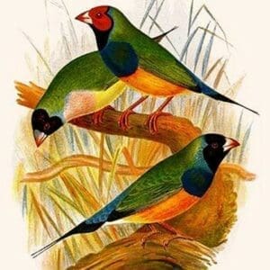 Gouldian Finch by Frederick William Frohawk #2 - Art Print