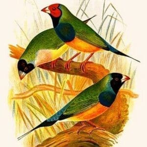 Gouldian Finch by Frederick William Frohawk - Art Print