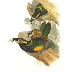 Gould's Toucanet by John Gould #2 - Art Print