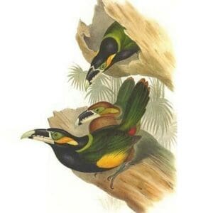 Gould's Toucanet by John Gould - Art Print