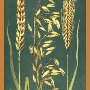 Grains - Art Print