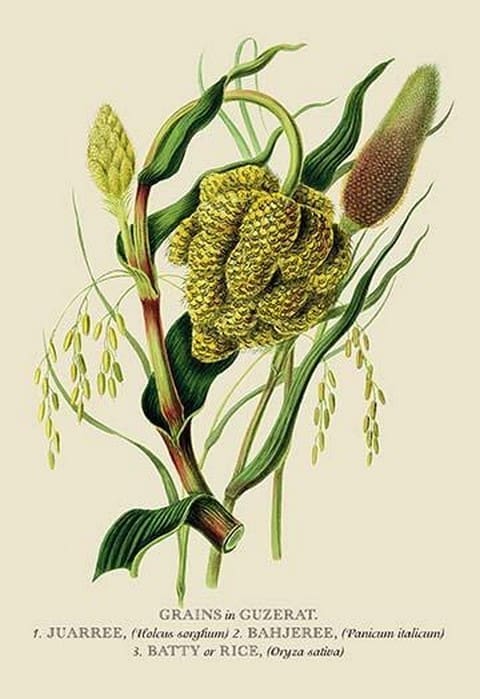 Grains in Guzerat #2 by J. Forbes - Art Print