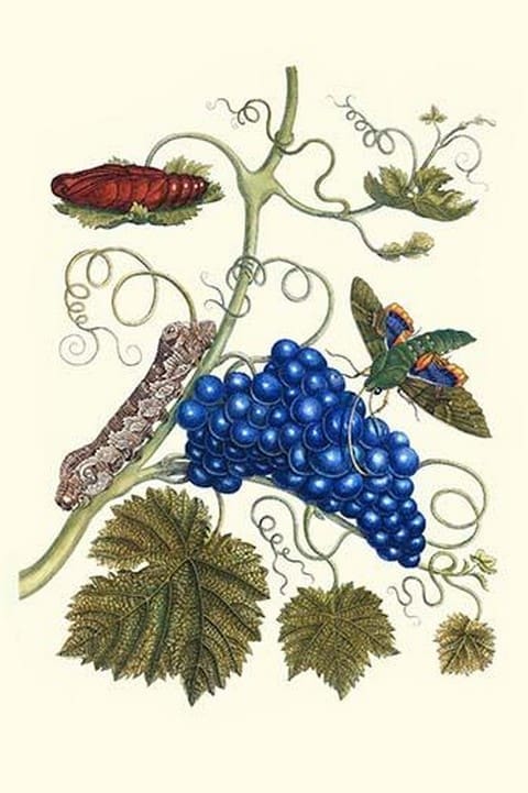 Grapevine with Gaudy Spinx Moth by Maria Sibylla Merian - Art Print