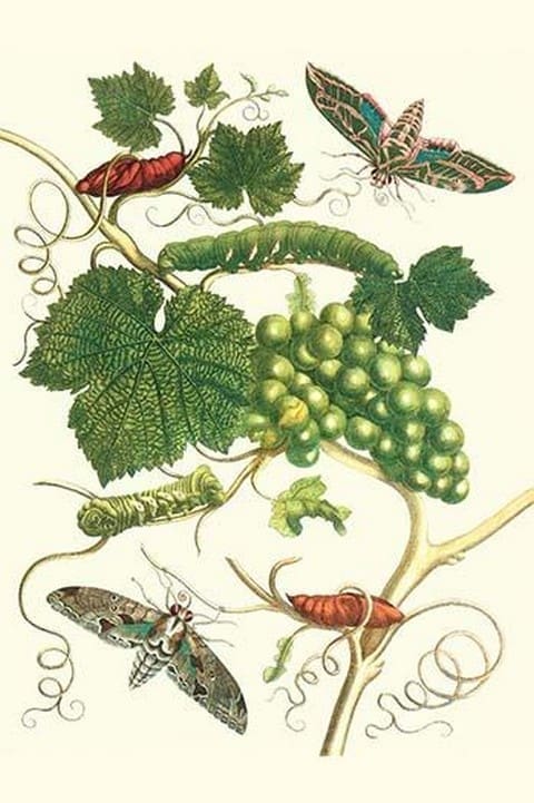 Grapevine with Vine Sphinx by Maria Sibylla Merian - Art Print