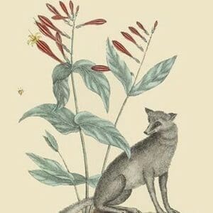 Gray Fox by Mark Catesby #2 - Art Print