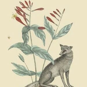 Gray Fox by Mark Catesby - Art Print