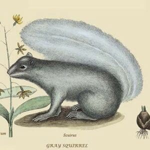 Gray Squirrel by Mark Catesby #2 - Art Print