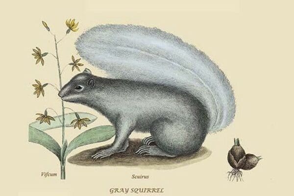 Gray Squirrel by Mark Catesby #2 - Art Print