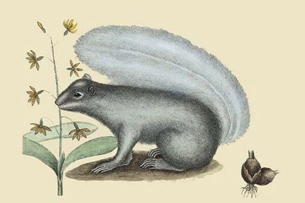 Gray Squirrel by Mark Catesby - Art Print