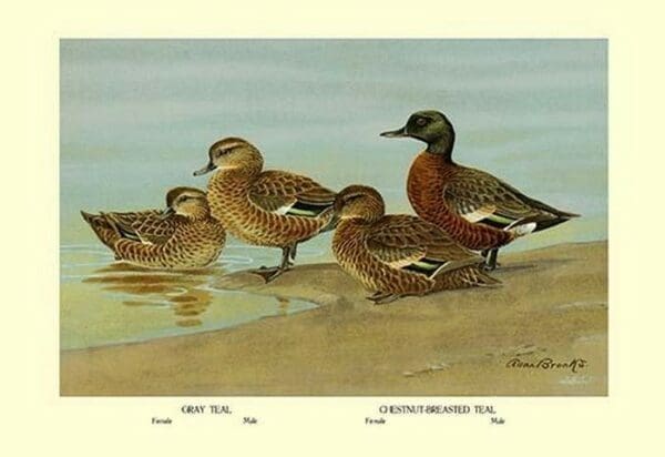 Gray Teal and Chestnut-Breasted Teal by Allan Brooks - Art Print