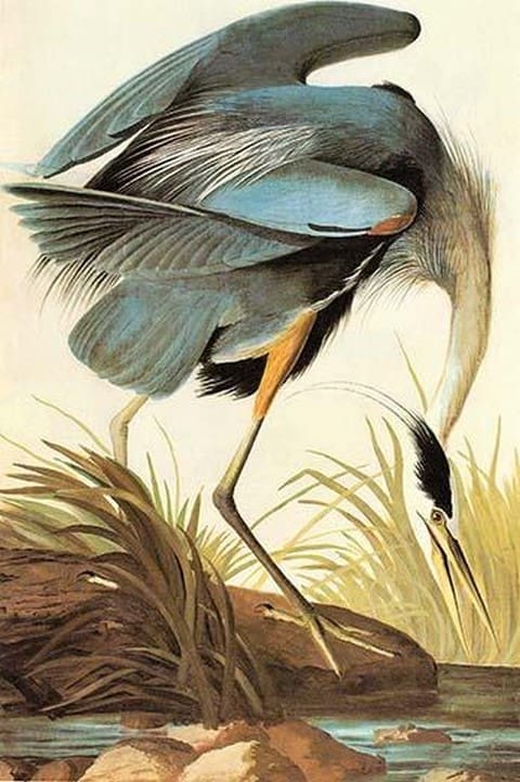 Great Blue Heron by John James Audubon #2 - Art Print