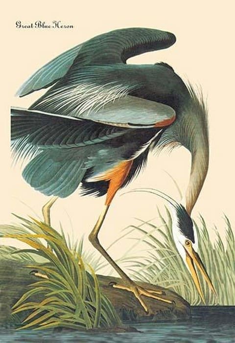 Great Blue Heron by John James Audubon - Art Print