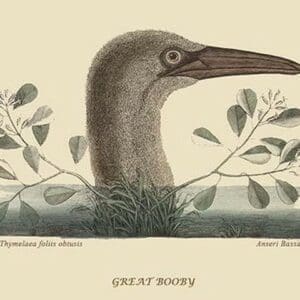 Great Booby by Mark Catesby #2 - Art Print