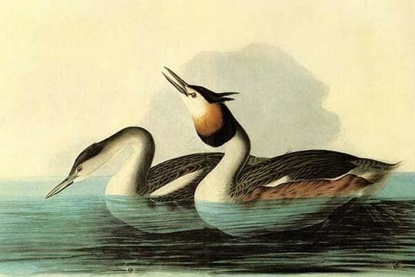 Great Crested Grebe by John James Audubon - Art Print