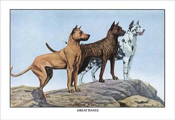 Great Danes by Louis Agassil Fuertes - Art Print