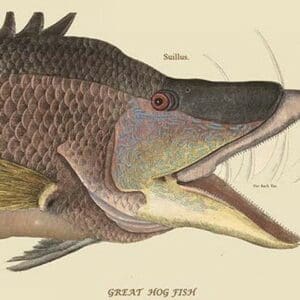 Great Hog Fish by Mark Catesby #2 - Art Print