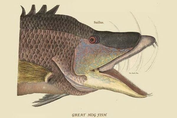 Great Hog Fish by Mark Catesby #2 - Art Print