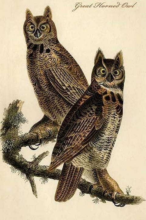 Great Horned Owl by John James Audubon - Art Print