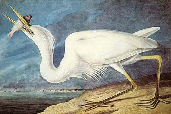 Great White Heron by John James Audubon - Art Print