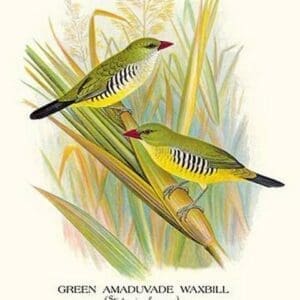 Green Amaduvade Waxbill by Arthur Gardiner Butler - Art Print