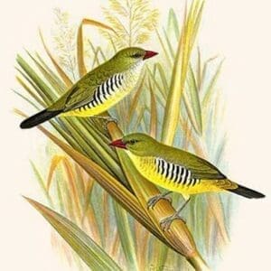 Green Amaduvade or Waxbill