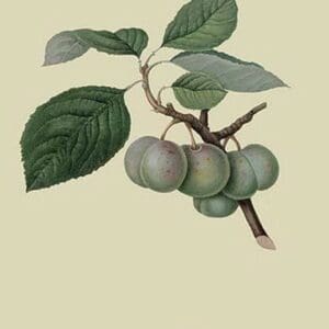 Green Gage Plum by William Hooker #2 - Art Print