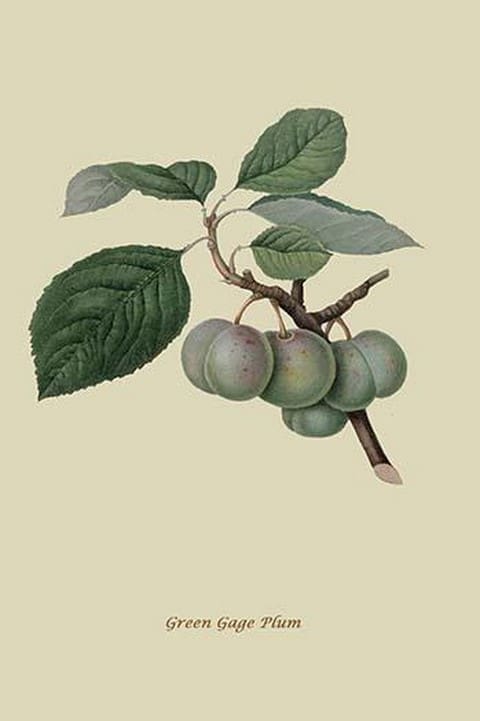 Green Gage Plum by William Hooker #2 - Art Print