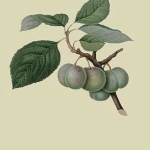 Green Gage Plum by William Hooker - Art Print