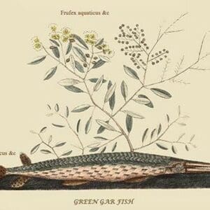 Green Gar Fish by Mark Catesby #2 - Art Print