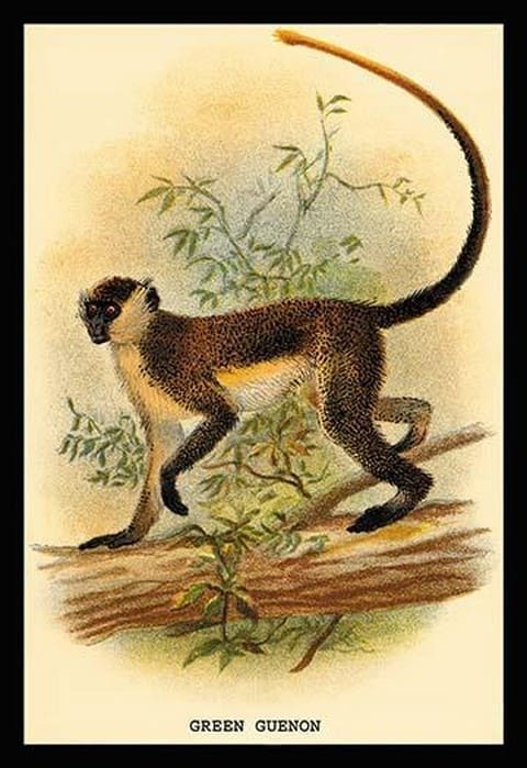 Green Guenon by G.R. Waterhouse - Art Print