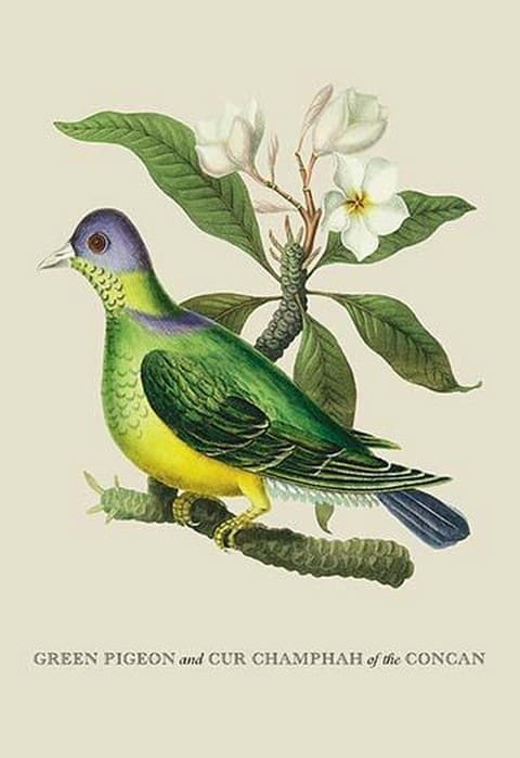 Green Pigeon and Cur Champhah of the Concan by J. Forbes - Art Print