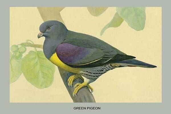 Green Pigeon by Louis Agassiz Fuertes - Art Print