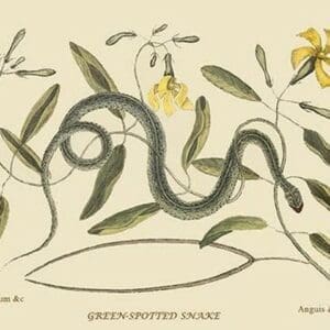 Green Spotted Snake by Mark Catesby #2 - Art Print