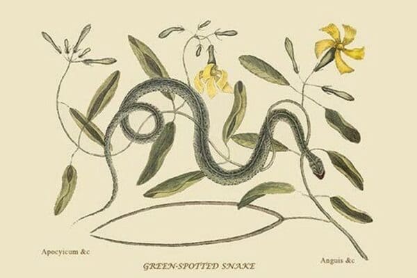 Green Spotted Snake by Mark Catesby #2 - Art Print