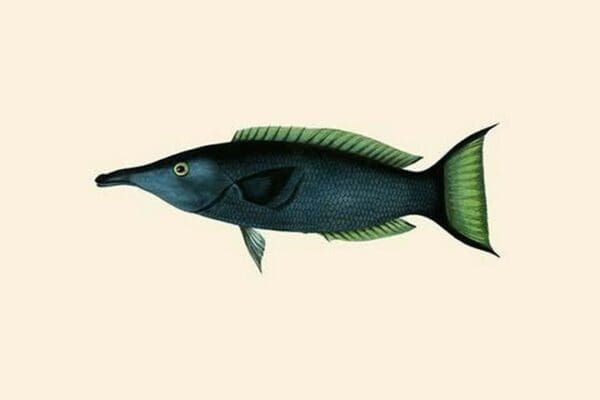 Green Talapat Parrot Fish by John Whitchurch Bennett - Art Print