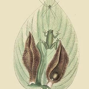 Green Tree Frog by Mark Catesby #2 - Art Print