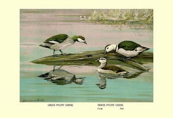 Green and Indian Pygmy Goose by Louis Agassil Fuertes - Art Print