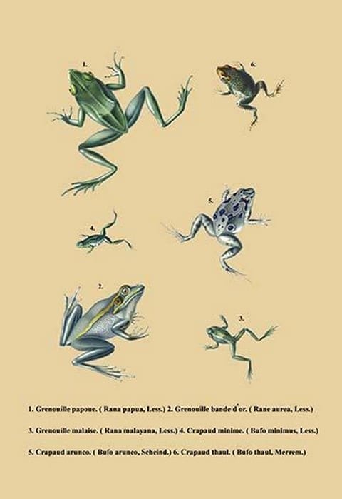 Grenouille Papoue (Frogs) et al. - Art Print