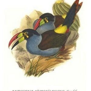 Grey Breasted Mountain Toucan by John Gould #2 - Art Print