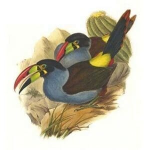 Grey Breasted Mountain Toucan by John Gould - Art Print