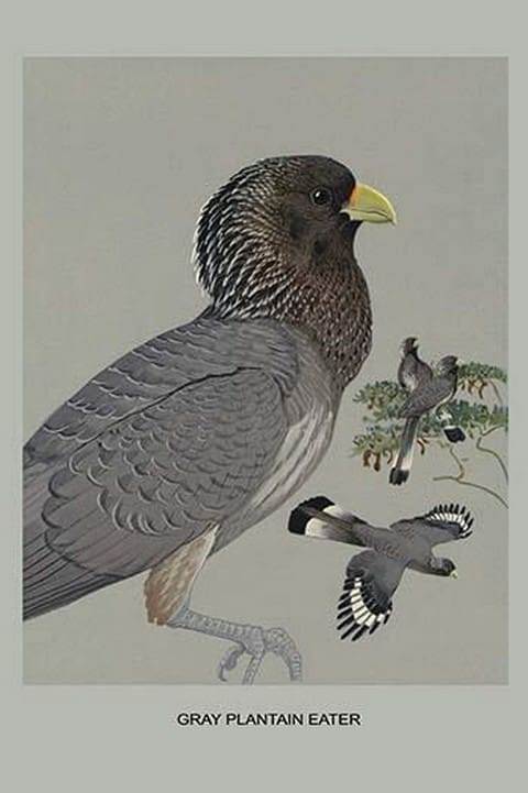 Grey Plantain Eater by Louis Agassiz Fuertes - Art Print